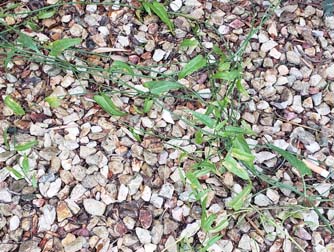 Field Bindweed (P)- weeds in Glendale, AZ