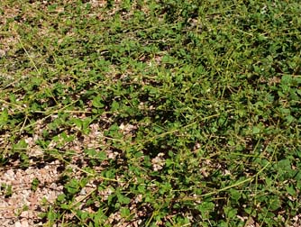 Spiderling (A) - weeds in Glendale, AZ