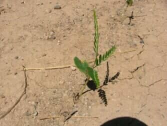 Palo Verde Tree (S) - weeds in Glendale, AZ