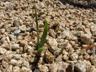 Palm Tree (S) - weeds in Glendale, AZ