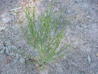 Desert Bloom (S) - weeds in Glendale, AZ