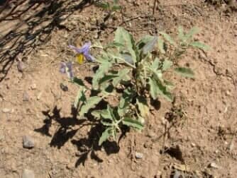 Silver Nightshade (P) - weeds in Glendale, AZ