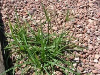 Yellow Nut Sedge (P) - weeds in Glendale, AZ