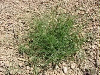 Bermuda Grass (P) - weeds in Glendale, AZ