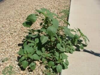 Pigweed (A) - weeds in Glendale, AZ