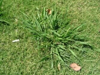 Crab Grass (A) - weeds in Glendale, AZ