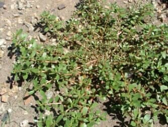 Common Purslane (A) - weeds in Glendale, AZ