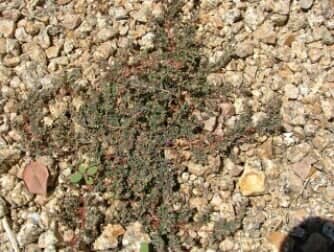 Spotted Spurge (A) - weeds in Glendale, AZ