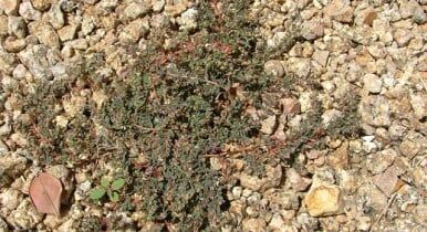 Weed in gravel - Weed Control and Prevention Services in Glendale, AZ