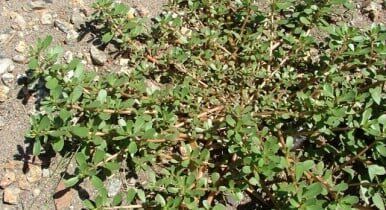 Weed in rocky road - Weed Control and Prevention Services in Glendale, AZ