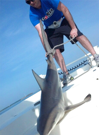 A man in a blue shirt holds a shark on a boat