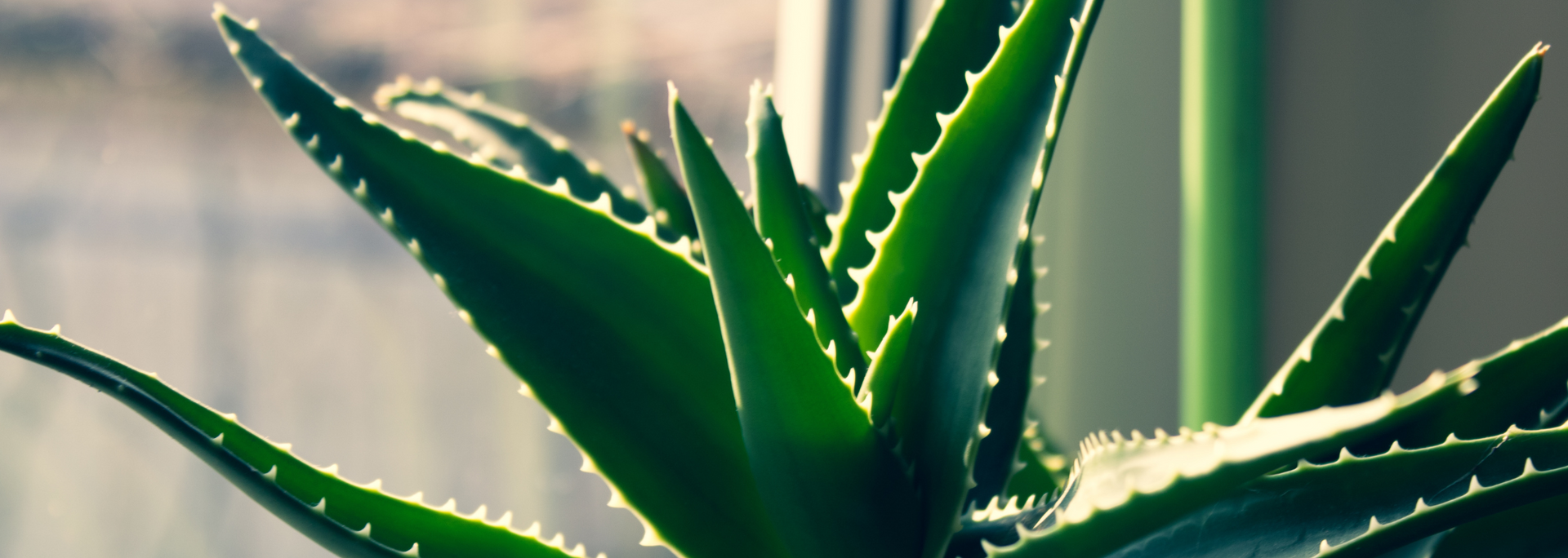 Picture of Aloe vera.