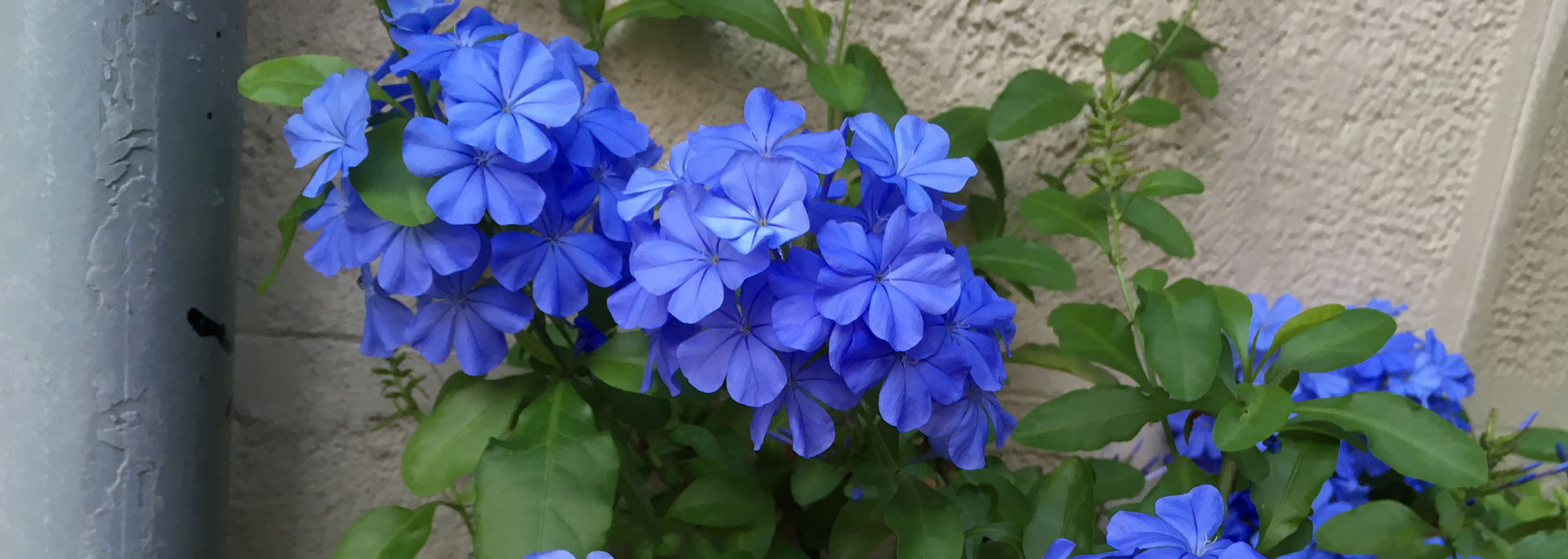 Picture of Cape leadwort.