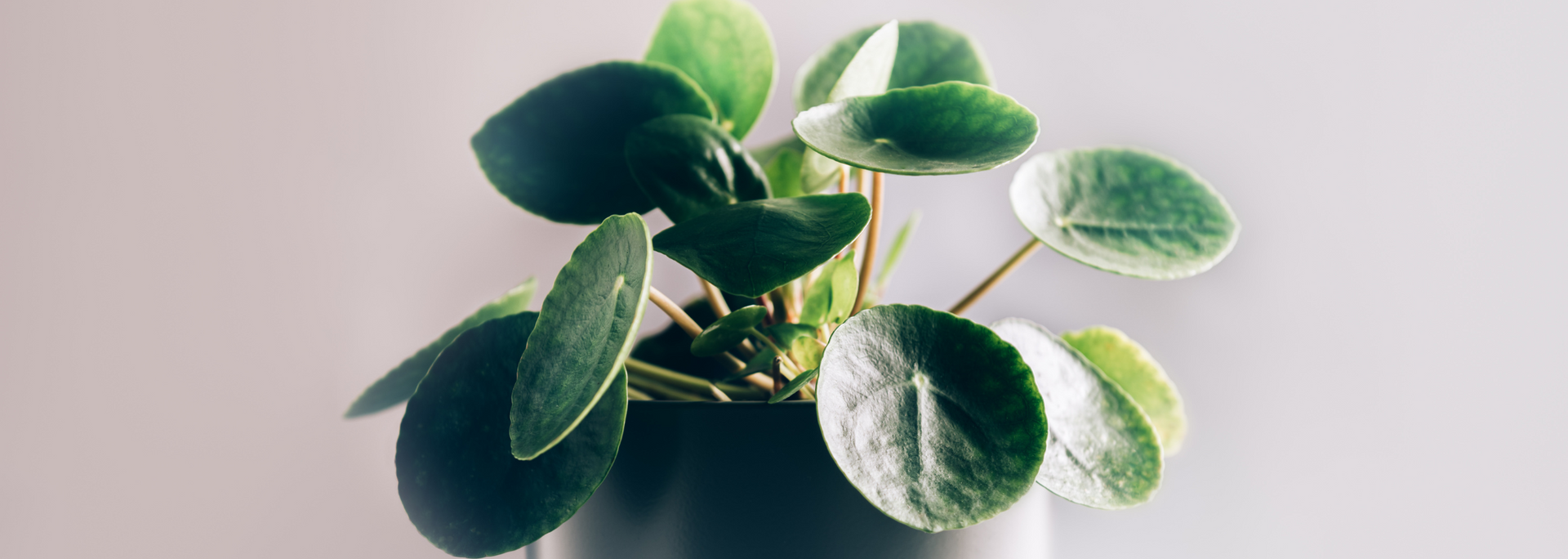 Picture of a Chinese money plant.