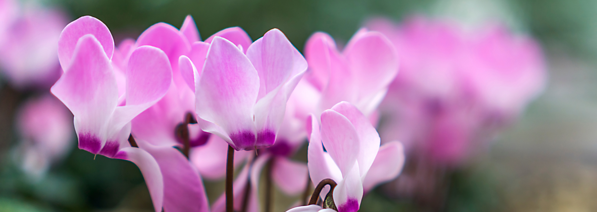 Picture of Cyclamen.