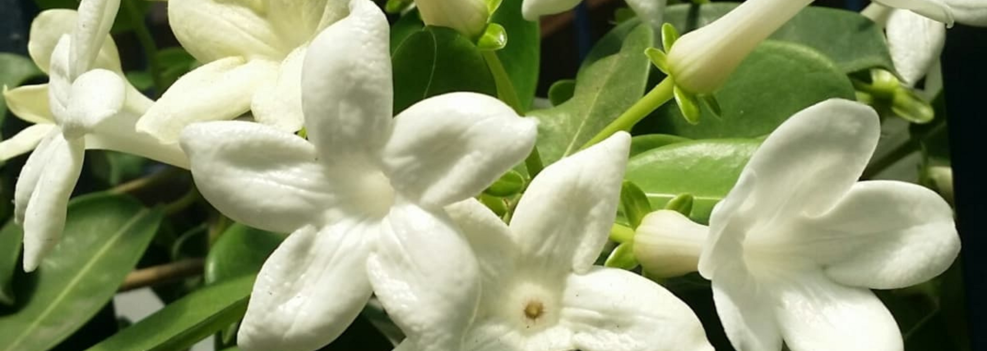 Picture of Madagascan jasmine.