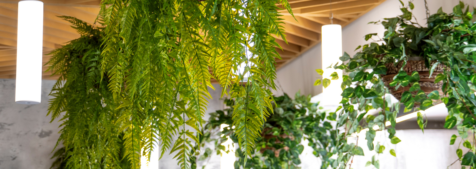 Picture of hanging plants.png
