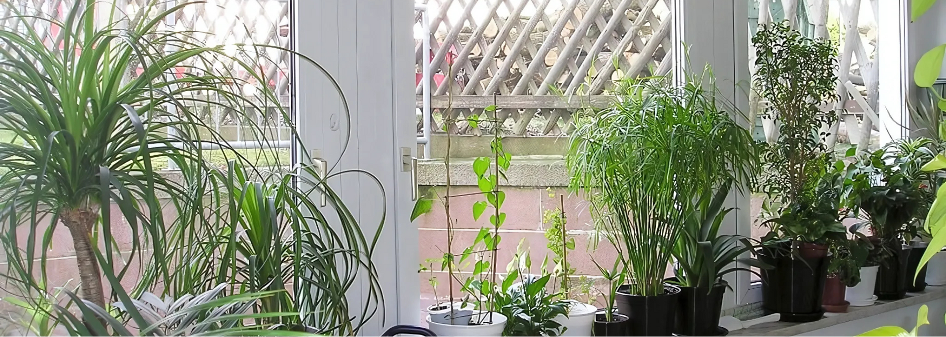 Picture of a conservatory full of plants.