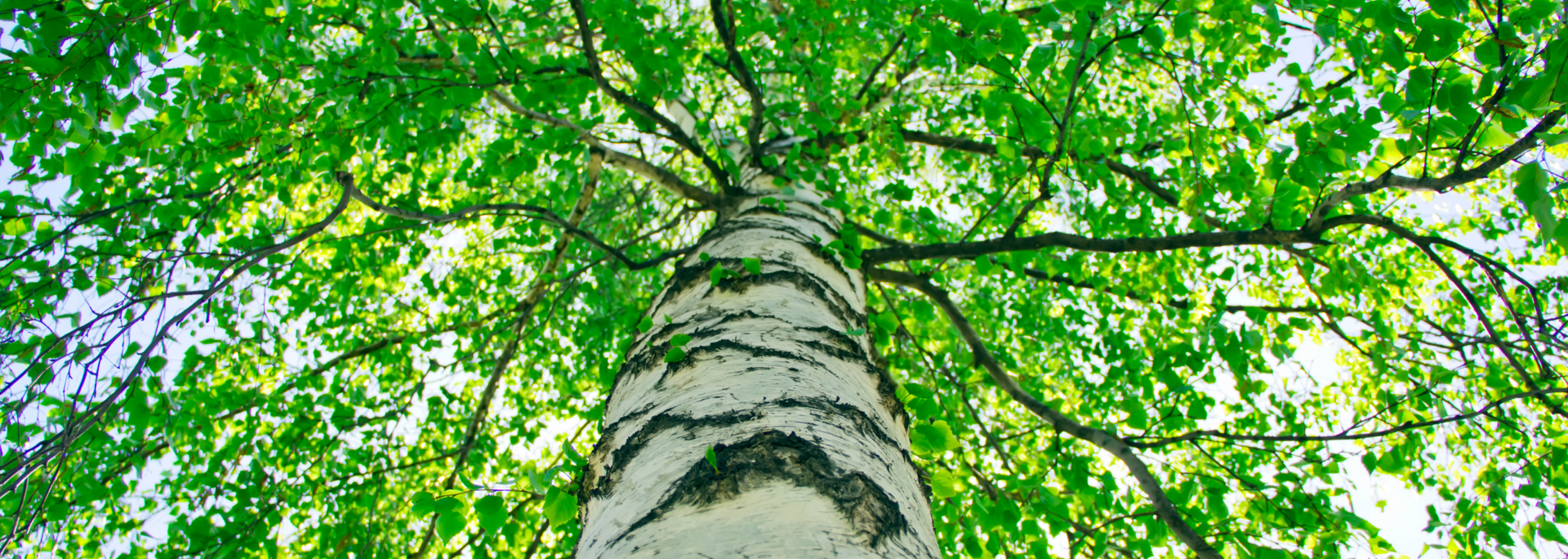 Picture of a birch tree.
