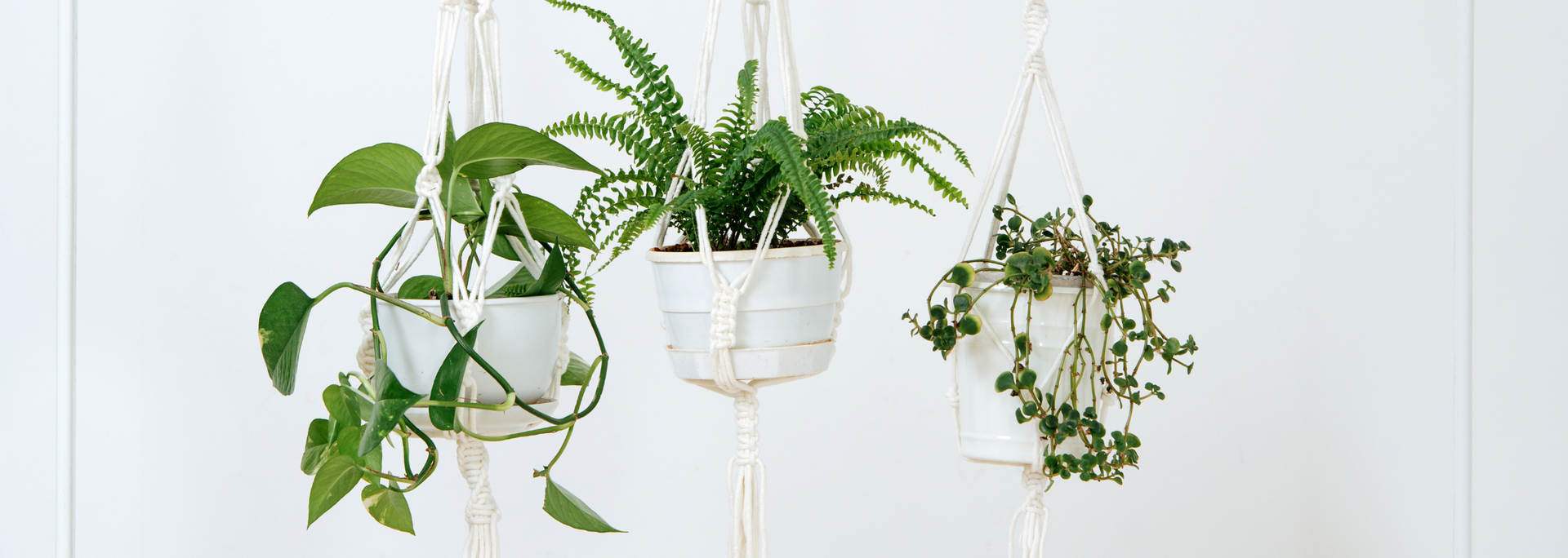 Picture of hanging plants. Picture of hanging plants.