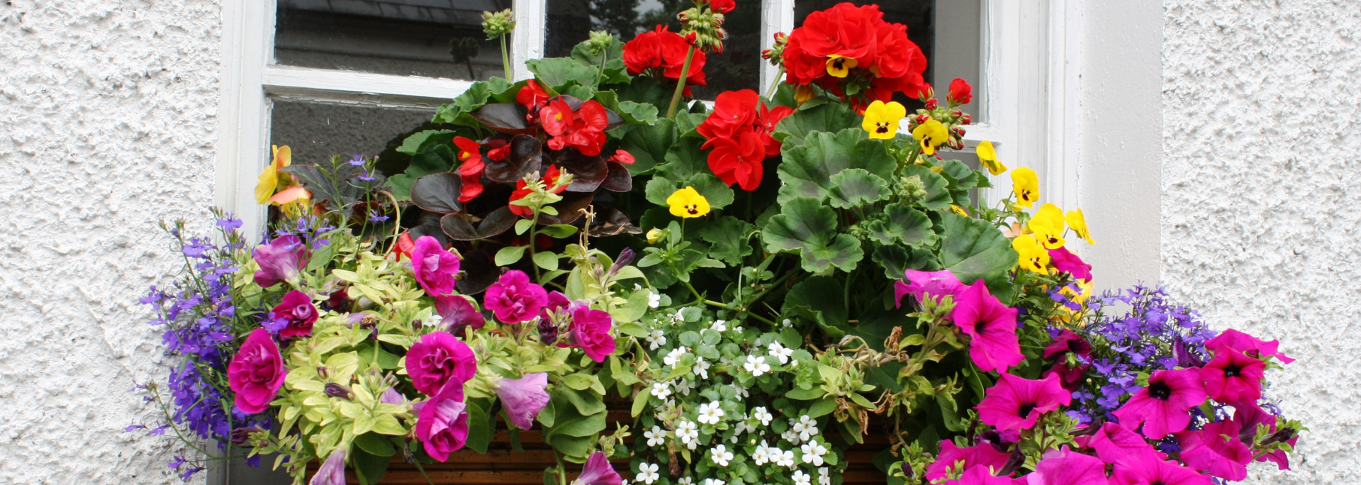 Picture of a window box full of plants.