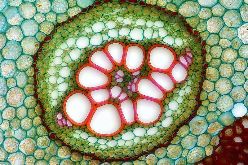 mikroskopisk bild av celler