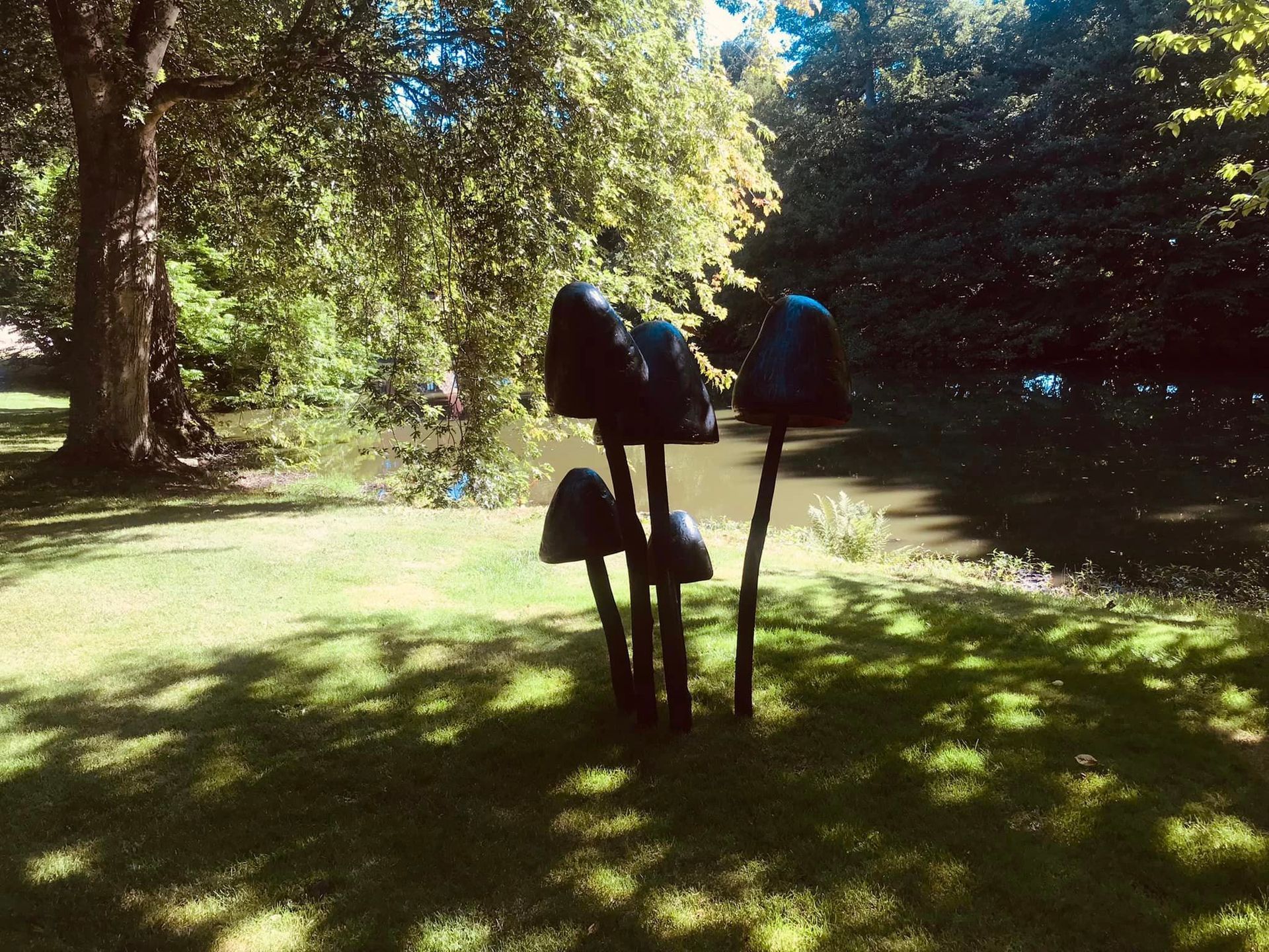 stora svarta svampar ur jorden