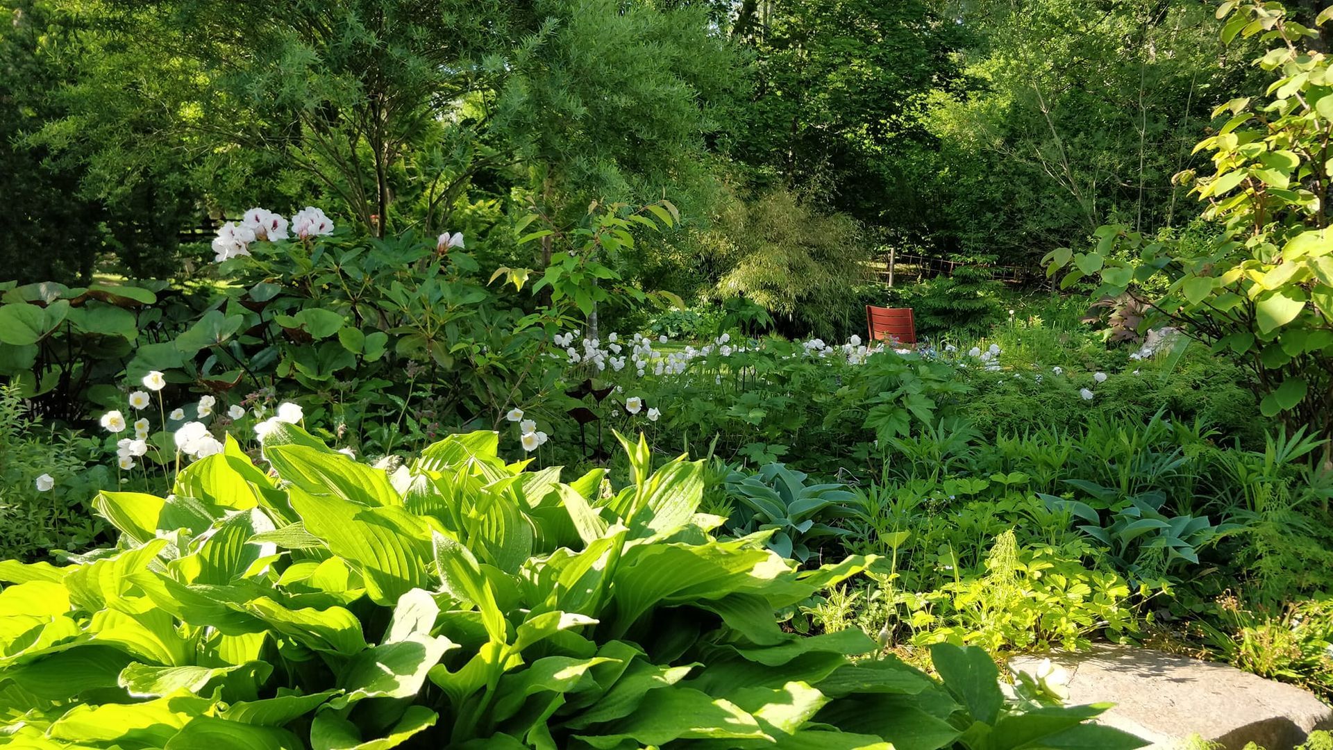vy från Tom Lönneviks trädgård med mycket grönska