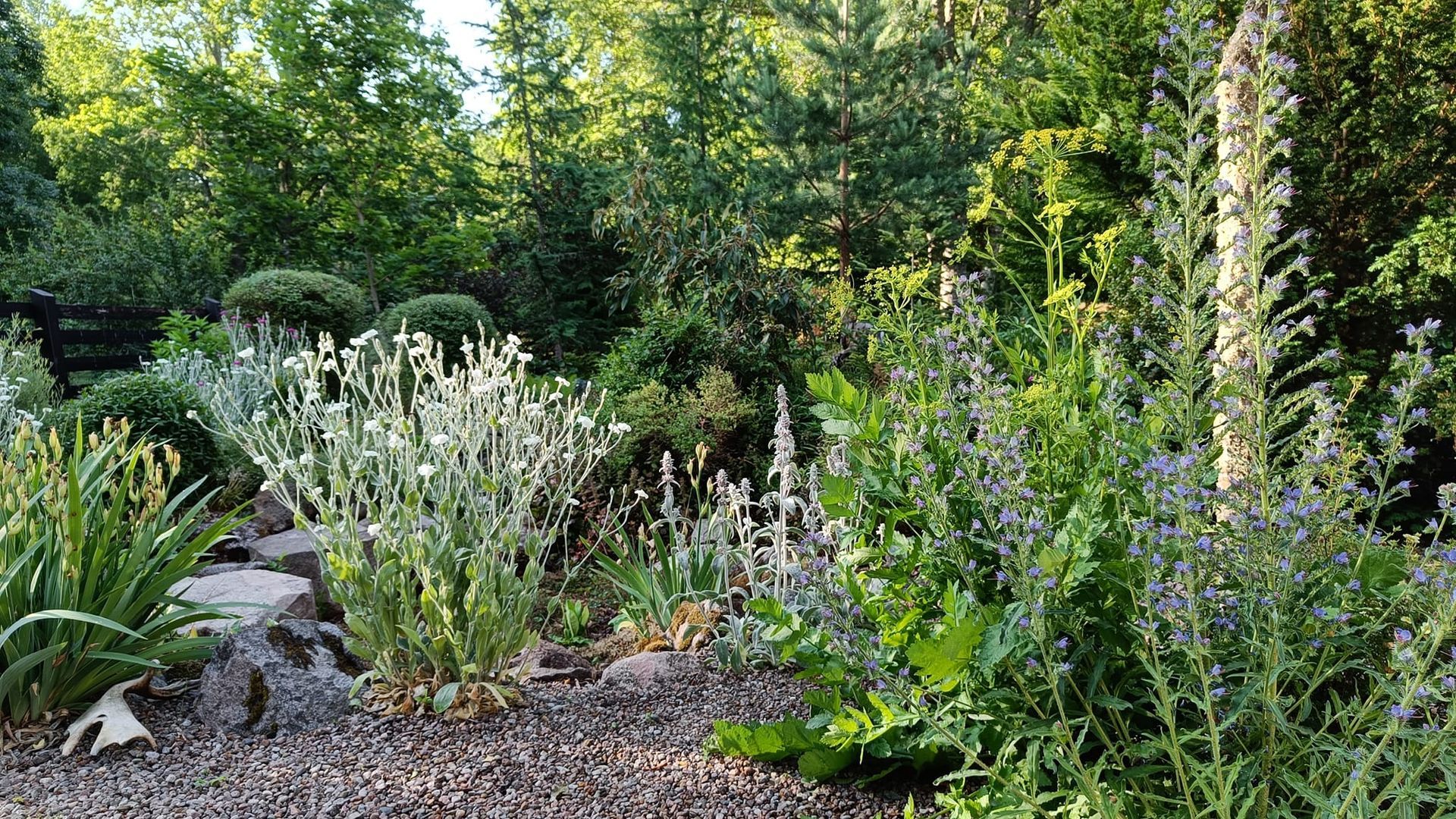 grusträdgård hos Tom Lönnevik