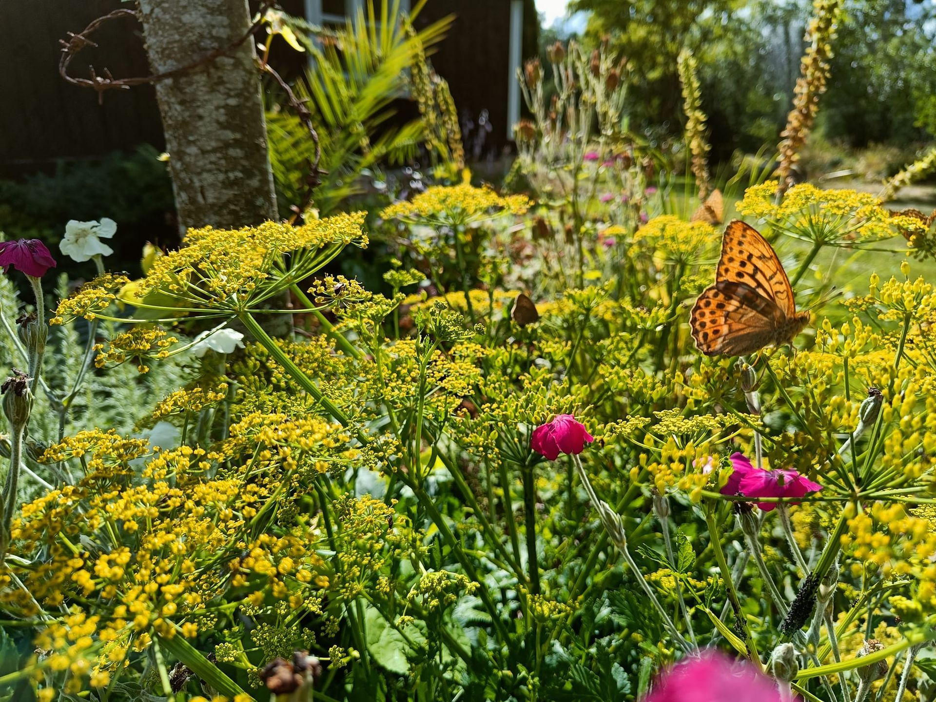 närbild på plantering i Tom Lönneviks trädgård, med en pärlemorfjäril