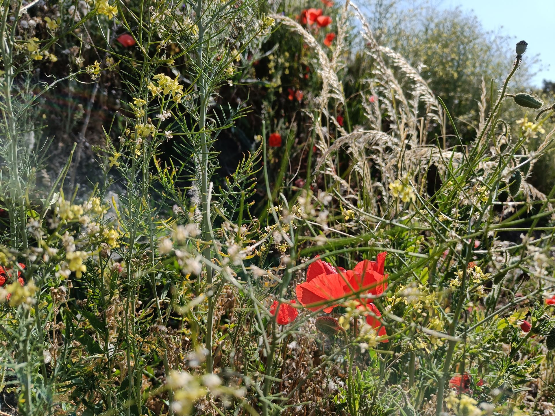 närbild på den rika växtligheten i en grushög i ett gammalt industriområde i Löttorp