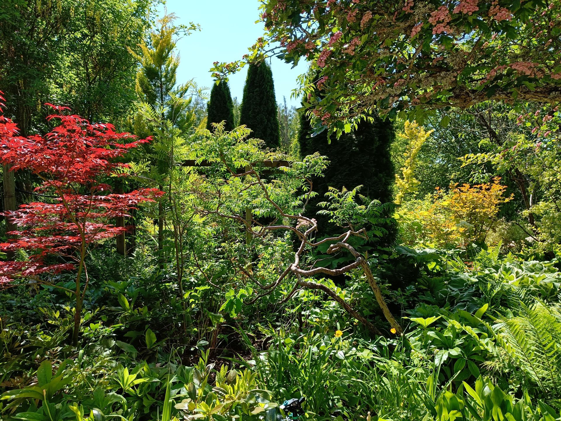 lummig vy från Inger Lönneviks trädgård med växtlighet i olika nivåer och med olika uttryck