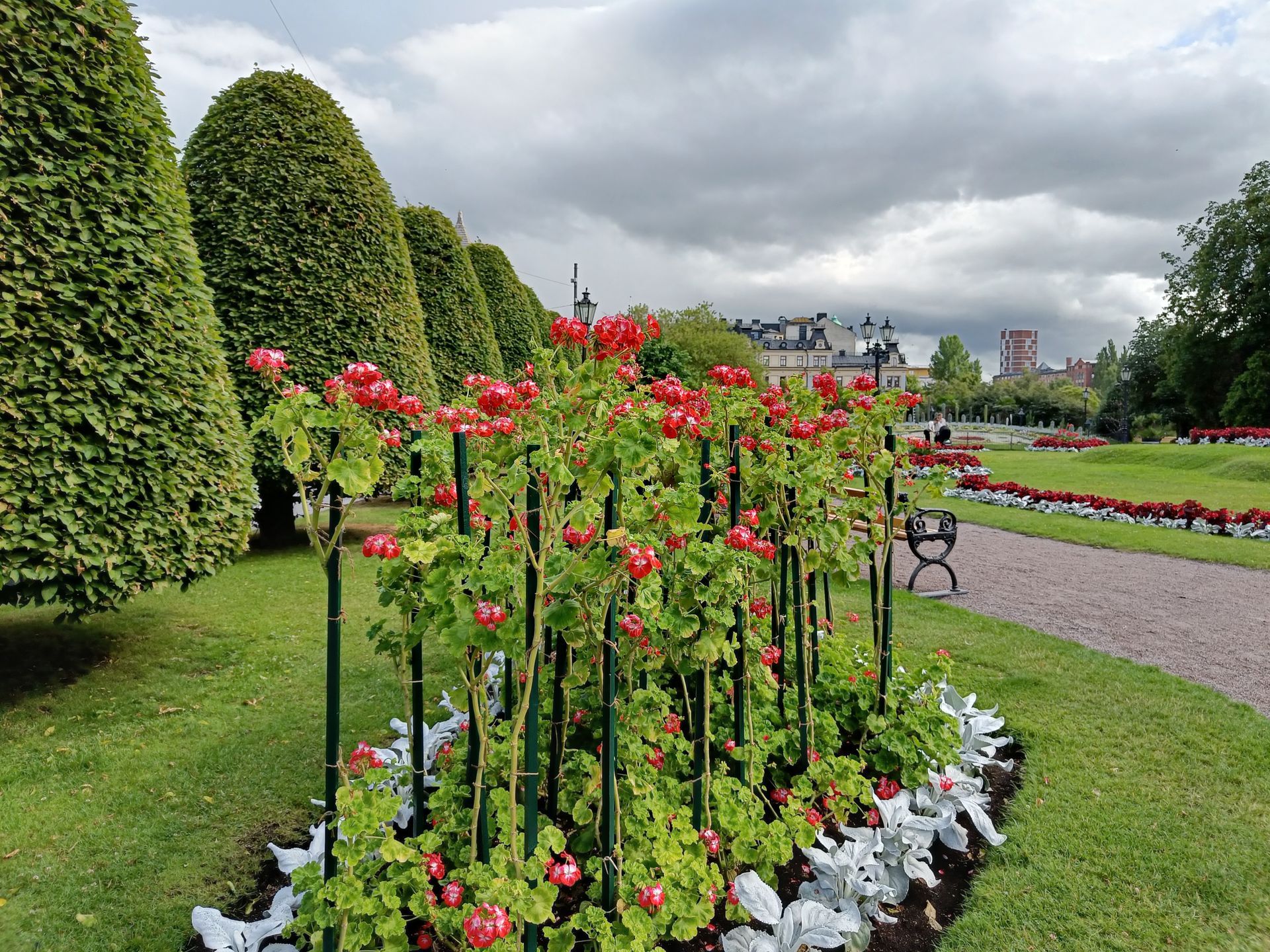 formklippt bok och en plantering av uppstammade pelargoner i förgrunden, Carl Johans park i Norrköping