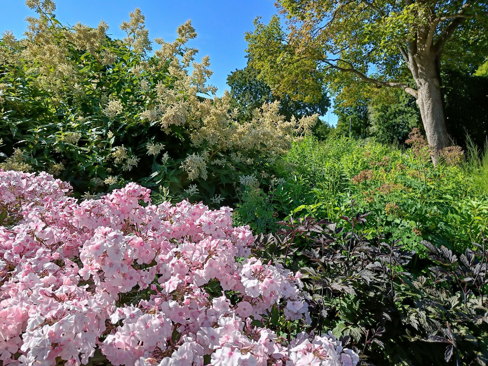 blandad plantering med ljust rosa flox som sticker ut