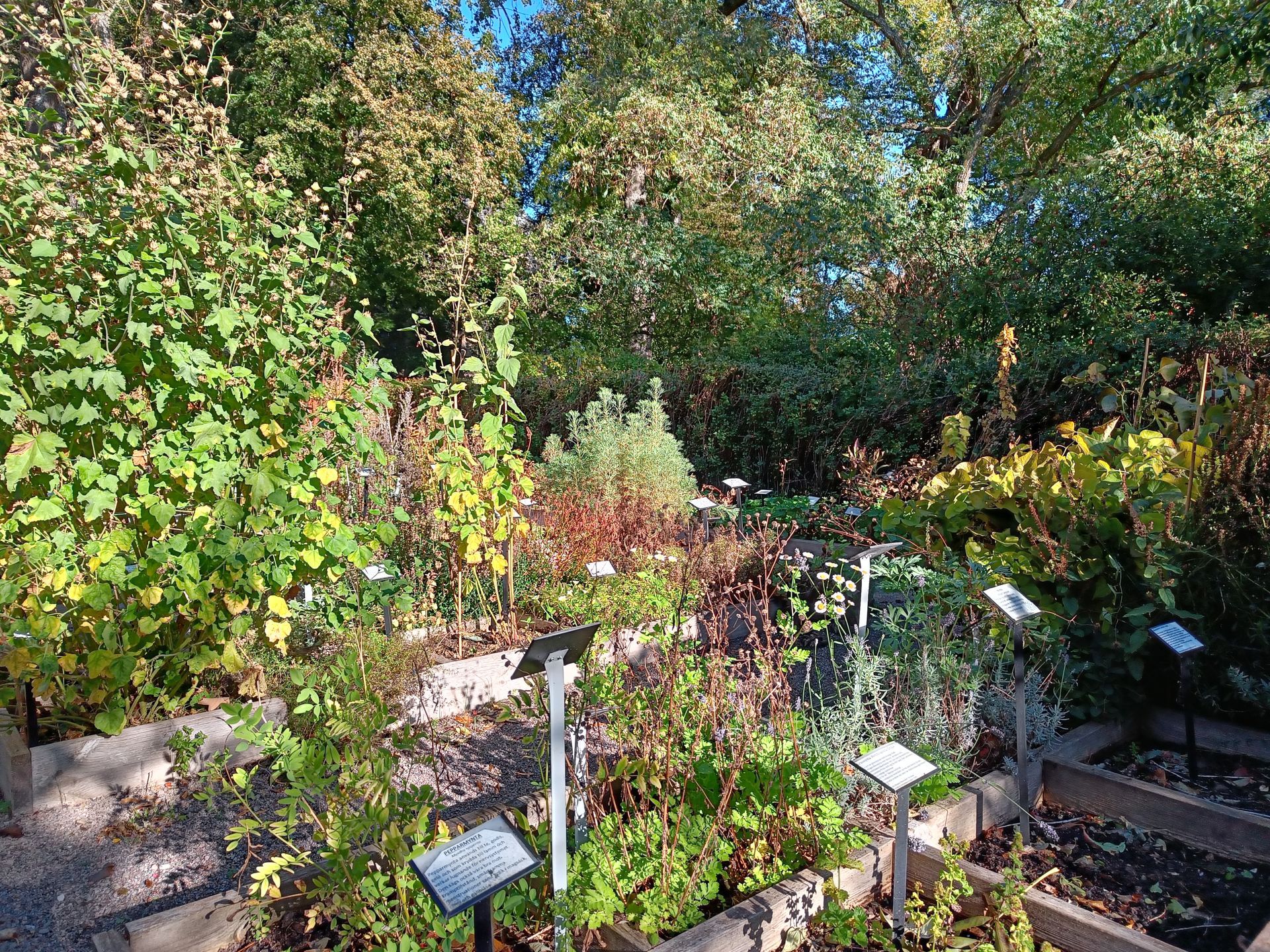 örtagården i Vadstena