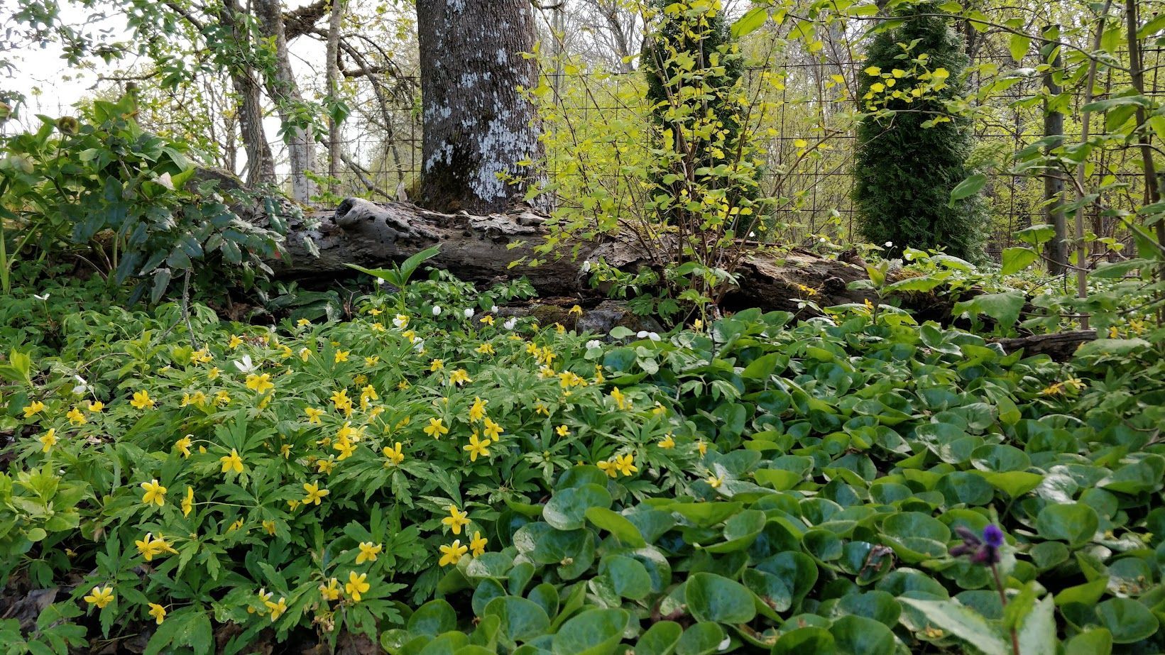 marktäckande växter