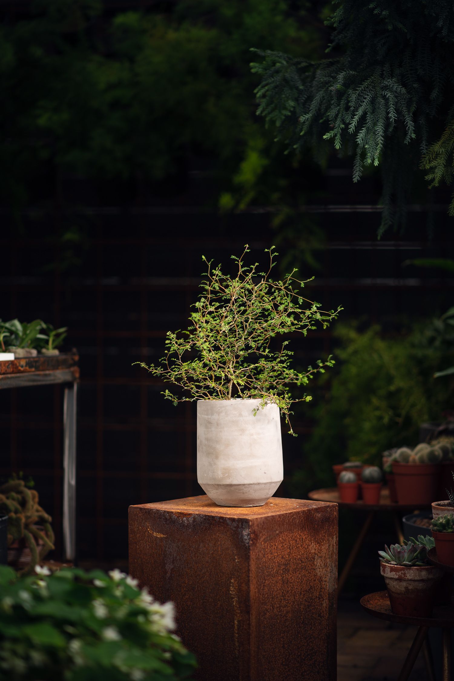 inomhusväxt hos Linköpings trädgårdshandel, foto av Niclas Fasth