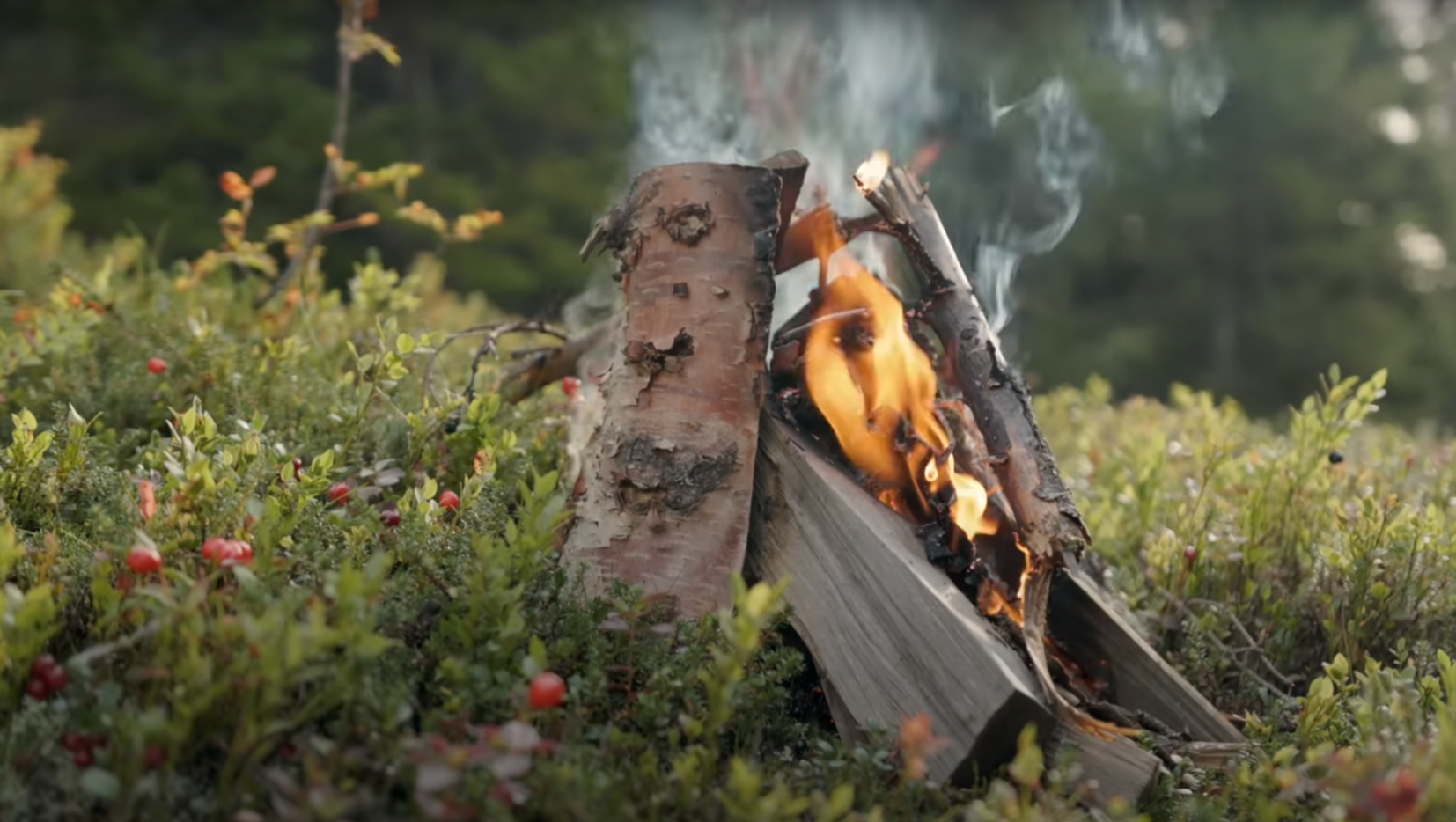 nyligen tänd brasa med lingonris runtom