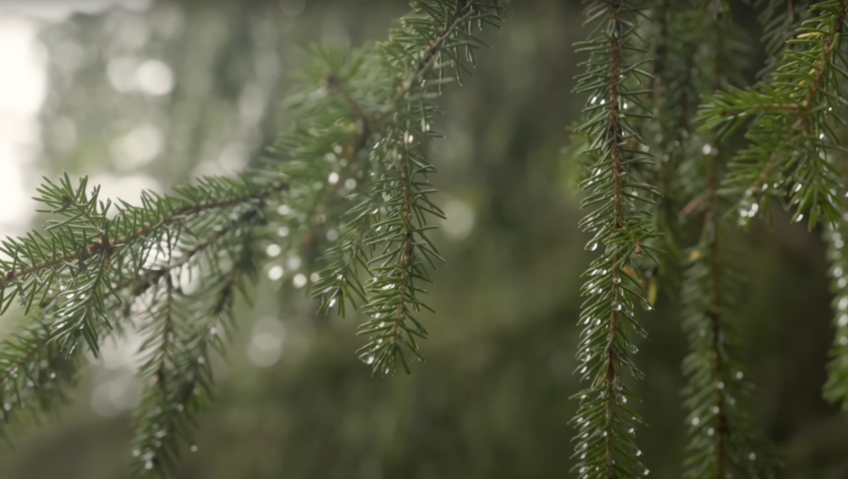 närbild på en grangren med vattendroppar