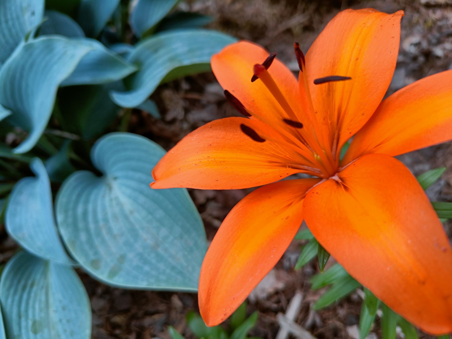 orange lilja mot gråblå blad av funkia