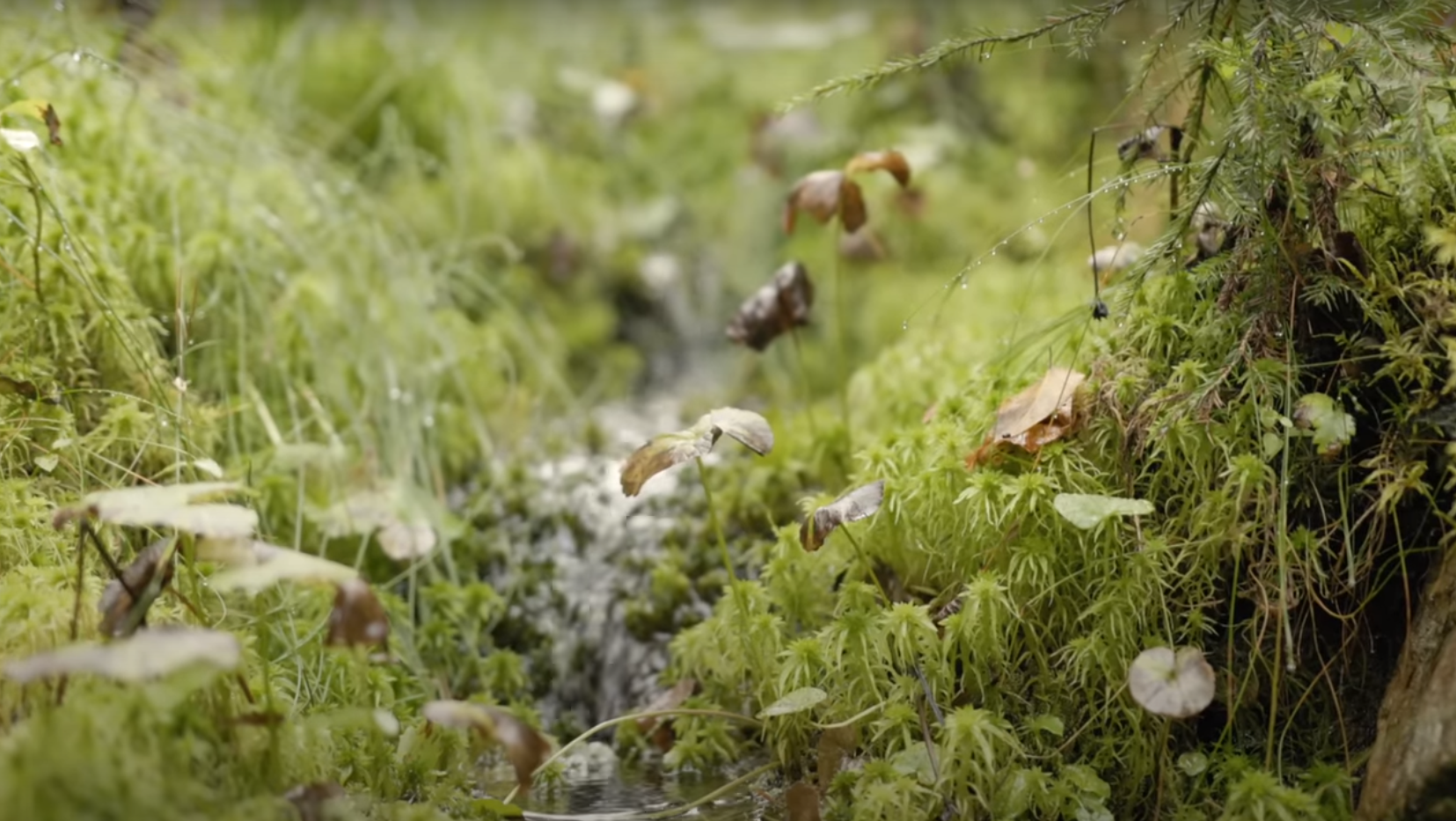 närbild på mark med mossa och en liten rännil