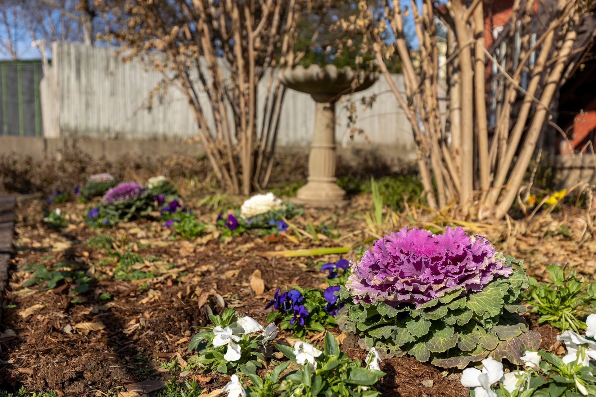 a garden with purple and white flowers and a bird bath in the background .