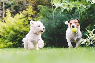 Two dogs playing with a ball — Adoption in Norfolk, NE