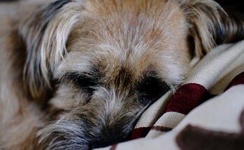 Dog resting — Adoption in Norfolk, NE