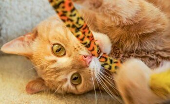 Playful Ginger Cat Biting Cat Toy — Adoption in Norfolk, NE