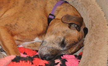 Boxer mixed breed dog sleeping — Adoption in Norfolk, NE