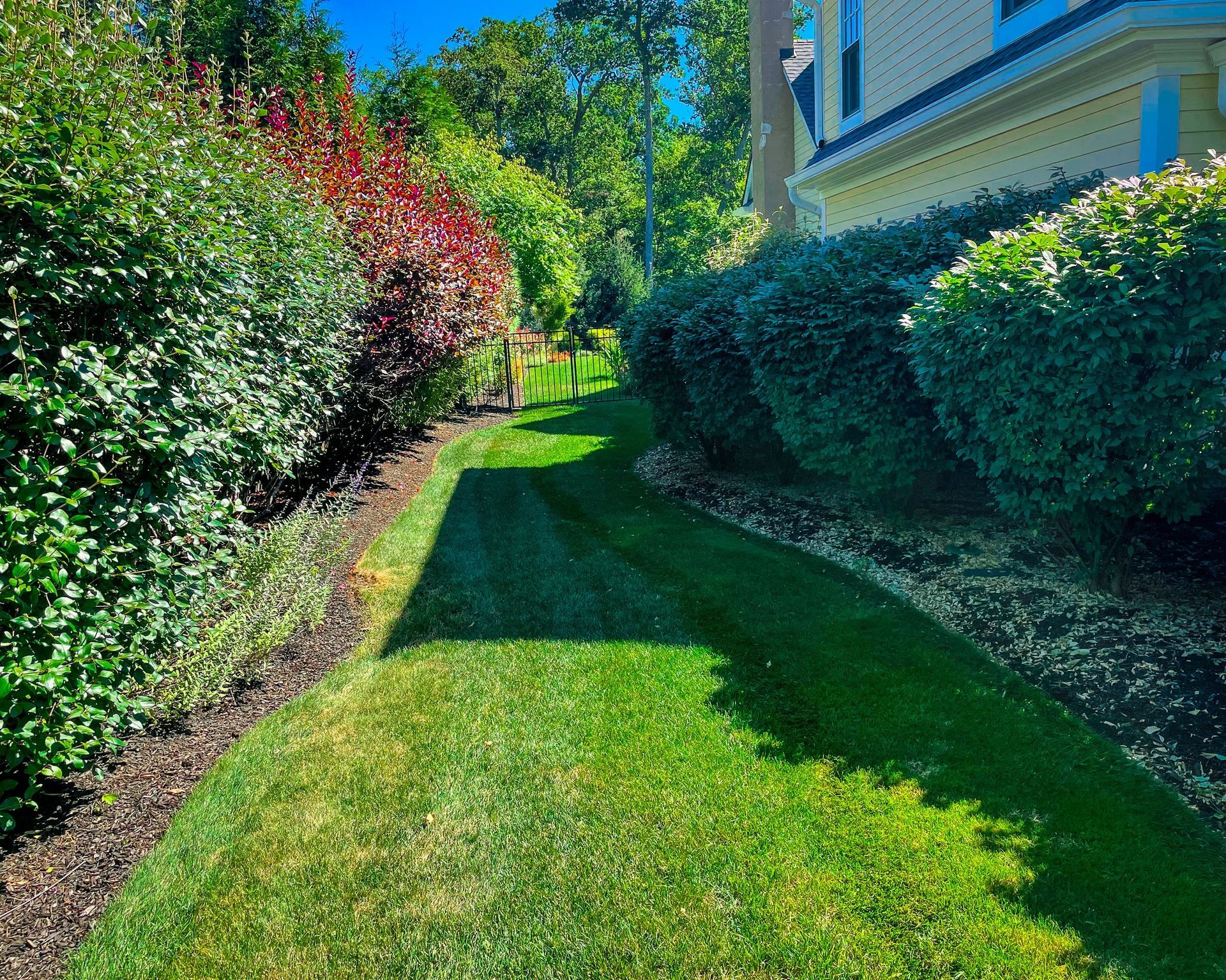 A vibrant green lawn stretches between a line of dense green and red bushes on the left and a large hedge by a house.