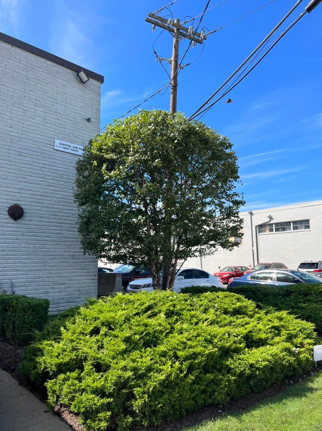 A vibrant green bush sits in front of a tree and a light-colored building under a clear blue sky on a sunny day.