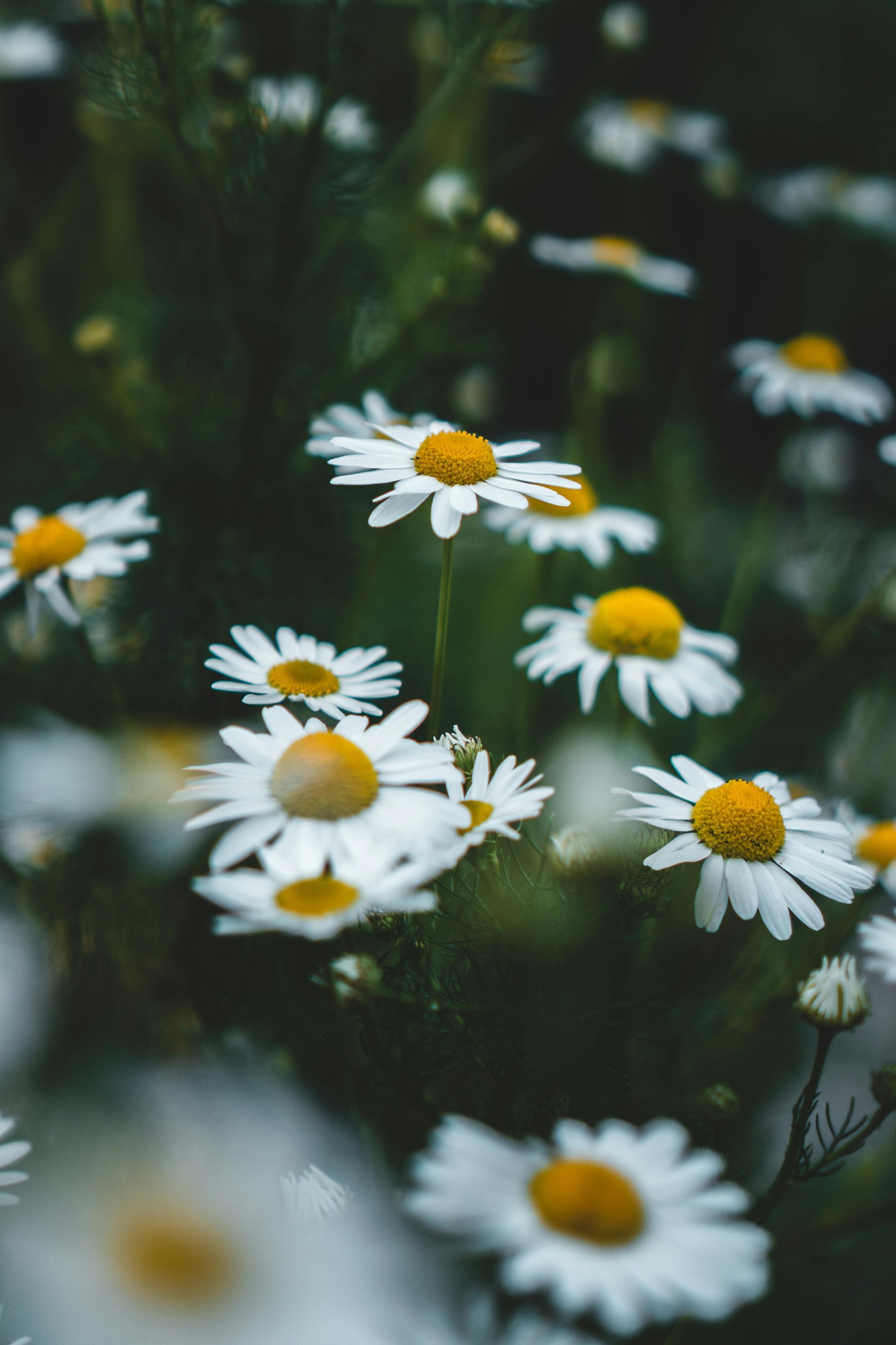 Bellis Perennis