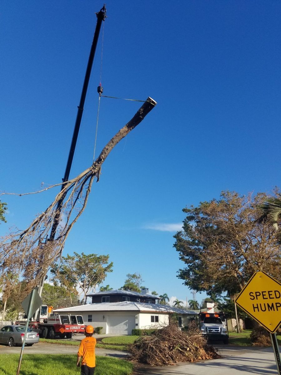 Crane removing a tree from over a house. Bright blue sky. Debris and workers on the ground.